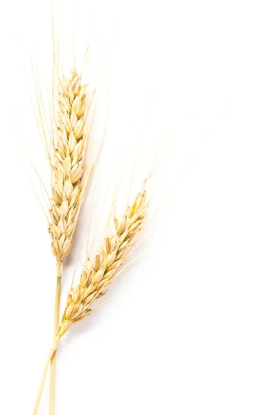 Dry wheat ears isolated on white background — Stock Image Dry Wheat Ears Isolated White Background Royalty Free Stock Images