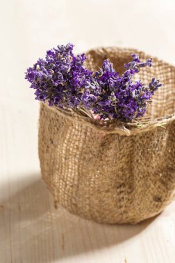 Woodr üzerinde taze lavanta yakın çekim