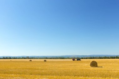 altın buğday alan mavi gökyüzü arka plan üzerinde