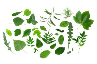 beyaz arkaplanda yeşil yapraklar