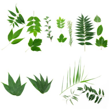 beyaz arkaplanda yeşil yapraklar izole