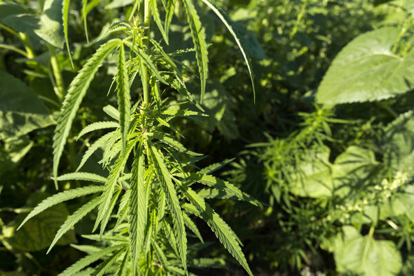 фон конопли, закрыть вид
