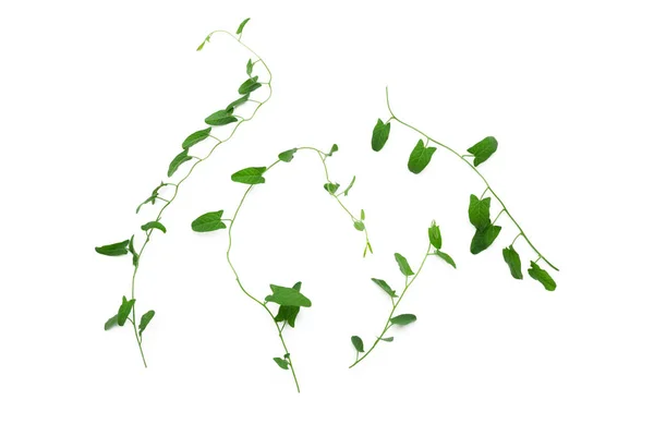 Зелене Листя Білому Фоні — стокове фото