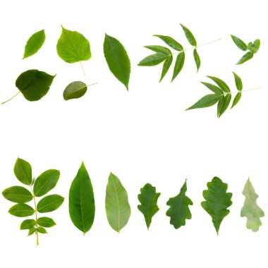 beyaz arkaplanda yeşil yapraklar izole