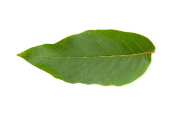 Beyaz arkaplanda yeşil yaprak izole edildi