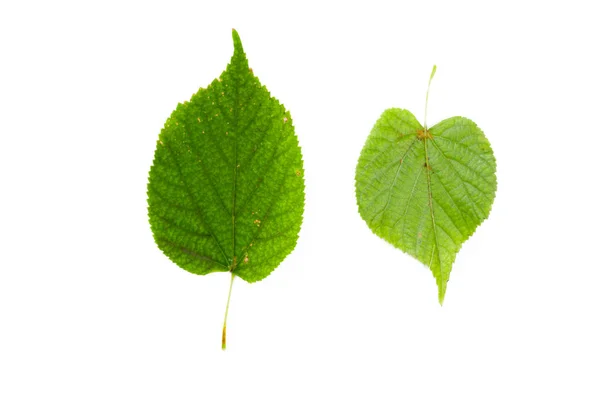 Green Leaves Isolated White Background — Stock Photo, Image