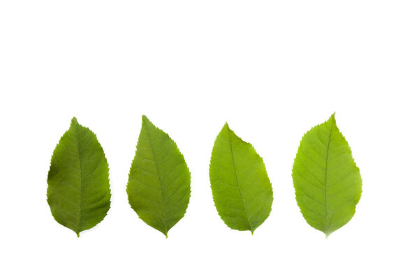 Green leaves isolated on white background