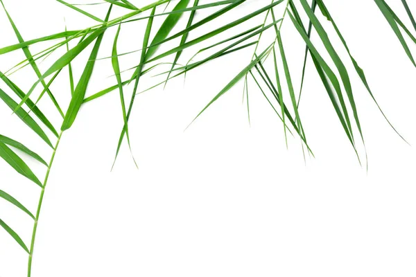 Folhas Verdes Fundo Branco — Fotografia de Stock