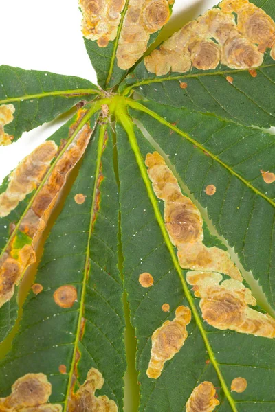 Höstens Gröna Blad Isolerad Vit Bakgrund — Stockfoto