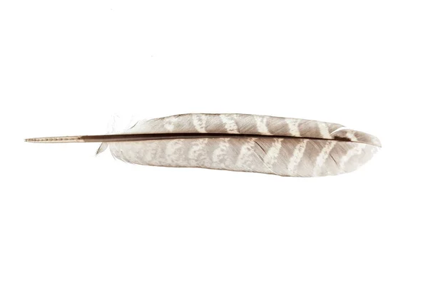 Uccello Piuma Isolato Sfondo Bianco — Foto Stock
