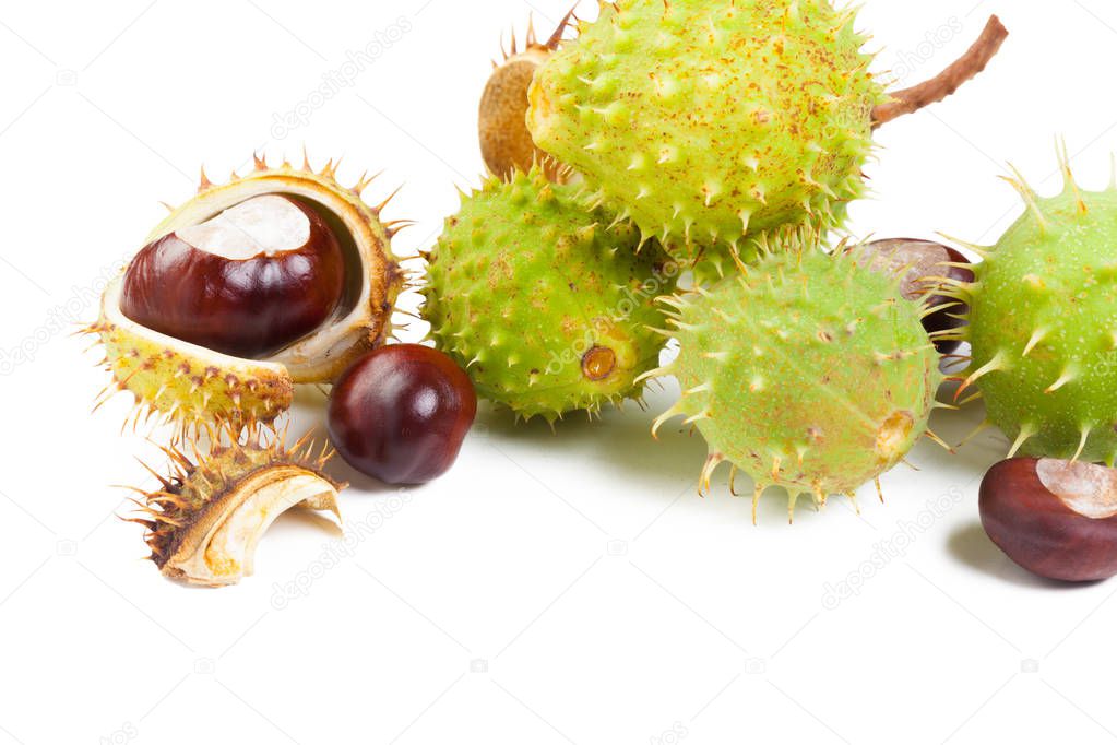 chestnut on a white background