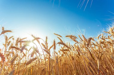 Altın buğday tarlası ve güneşli gün