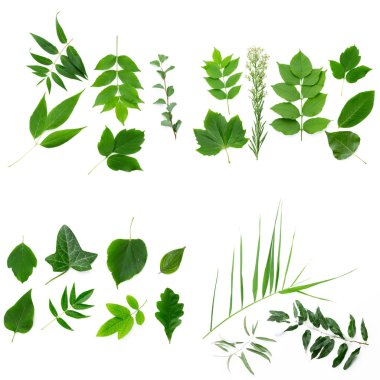 Beyaz arkaplanda yapraklar