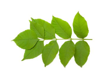 Arka plan üzerinde yeşil yaprakları, yakın çekim