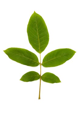 Arka plan üzerinde yeşil yaprakları, yakın çekim