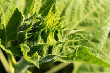 büyüyen bitki yakın çekim