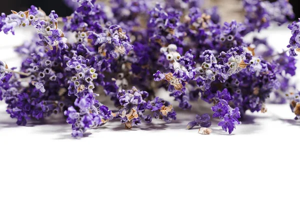 Verse Lavendel Close — Stockfoto