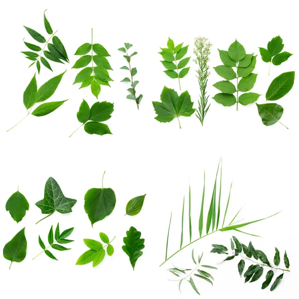 Beyaz arkaplanda yapraklar