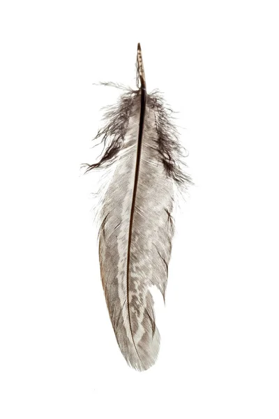 Realistic Feathers White Bird Falling Feather Isolated On White Background  Vector Collection Illustration Of Feather Bird Soft White Plume Stock  Illustration - Download Image Now - iStock