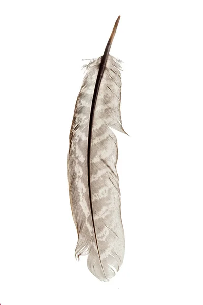 Bird Feather Isolated White Background — Stock Photo, Image