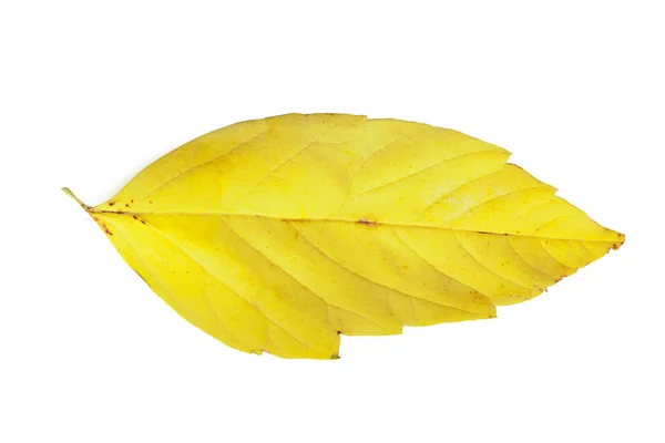 Yellow Leaf Isolated White Background — Stock Photo, Image