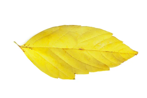 Feuille Jaune Isolée Sur Fond Blanc — Photo