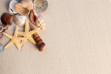 Arka planda kum olan deniz kabukları