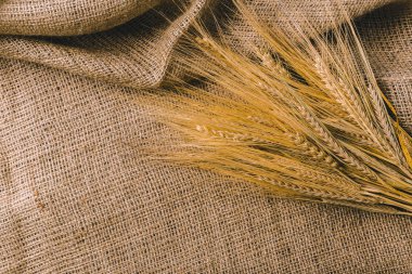 Buğday üzerinde çul, yakın çekim