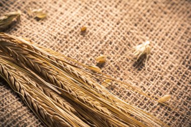 Kulakları buğday bir Sim Tarih