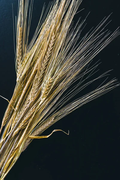 Spikelets of wheat on black wooden background