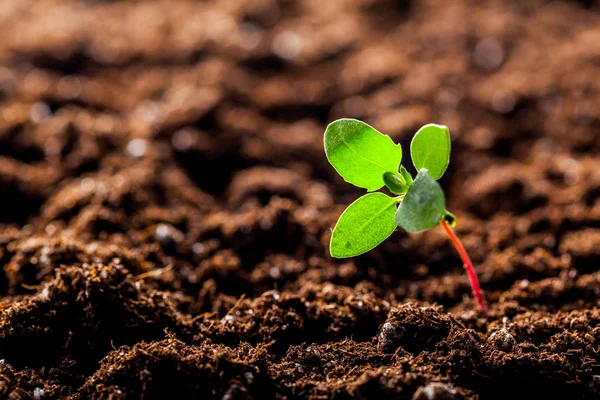 Cultivo Brotes Plántulas Maíz Verde Joven Campo Agrícola Cultivado —  Fotos de Stock