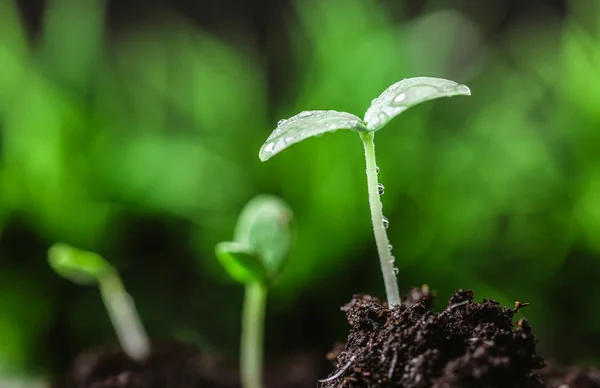 Junge Triebe Frühling Nahaufnahme — Stockfoto