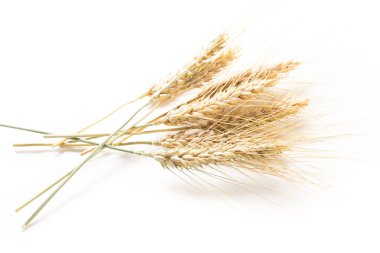 Beyaz arkaplanda yalıtılmış buğday kulakları