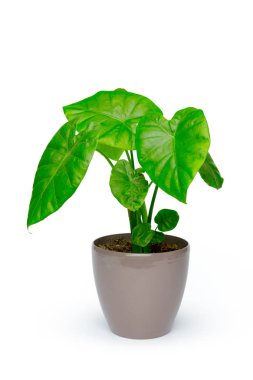 pot bitki yakın çekim 