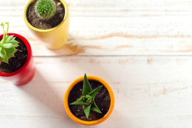 Beyaz ahşap saksı bitkileri