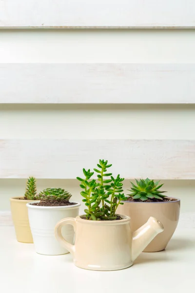 Petites Plantes Succulentes Dans Des Pots Intérieur Maison — Photo