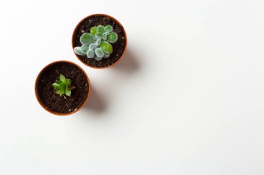 Sulu bitkiler beyaz arkaplanda saksıya yerleştirilir 