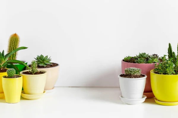 Variety Succulents Different Pots — Stok Foto