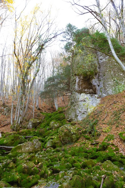 Outono Natureza Paisagem Árvores Uma Floresta — Fotografia de Stock