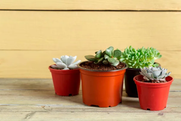 Plantas Suculentas Agrupadas Mesa — Fotografia de Stock