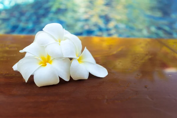 Drijvende Frangipani Bloemen Het Zwembad — Stockfoto