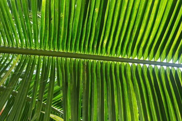 Palm Leaves Park — Stock Photo, Image
