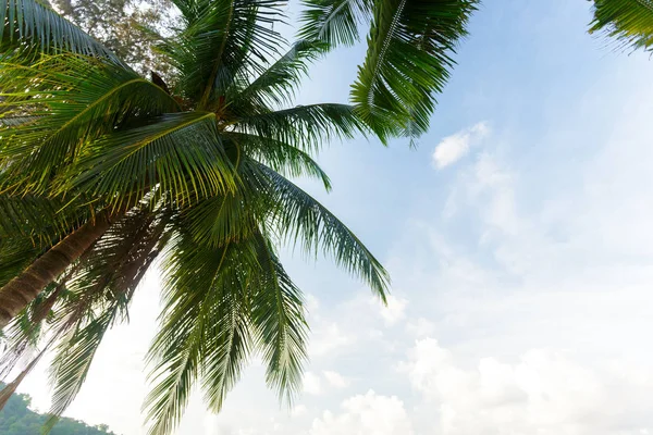 Palmeira Coco Fundo Céu — Fotografia de Stock