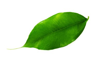 Yaprak beyazda izole