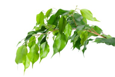 Arka plan üzerinde yeşil yaprakları, yakın çekim