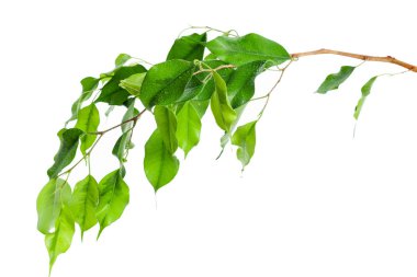 Arka plan üzerinde yeşil yaprakları, yakın çekim