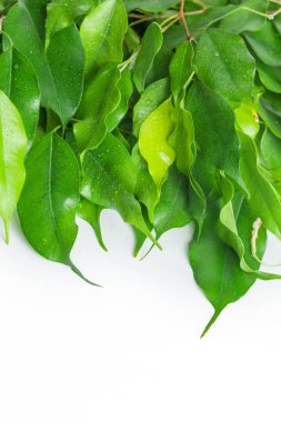 Arka plan üzerinde yeşil yaprakları, yakın çekim