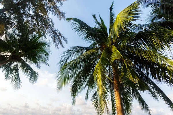 Palmeira Coco Fundo Céu — Fotografia de Stock