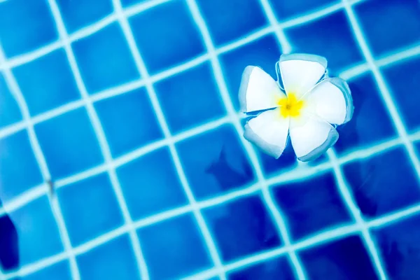 Flores Frangipani Flotantes Piscina — Foto de Stock