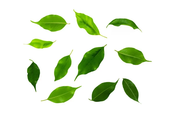 Grüne Blätter Auf Hintergrund Nahaufnahme — Stockfoto